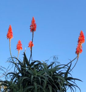 Bright orange flowers