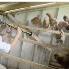 From the Top goes “Ku Ku” for Chickens & Saxophone